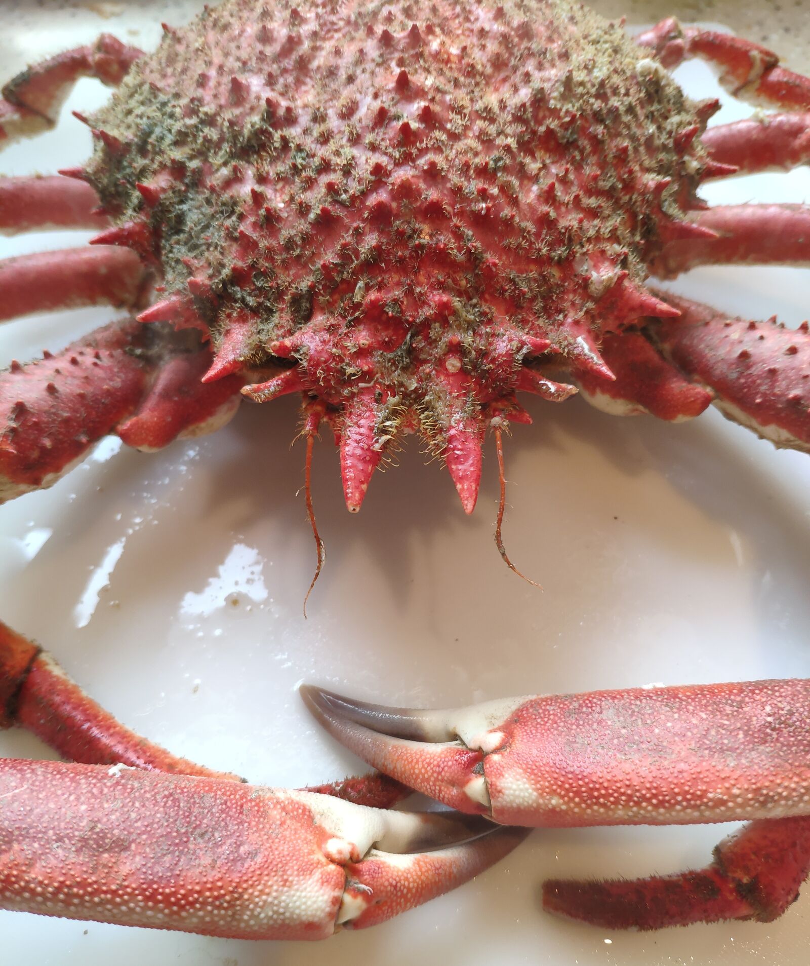 Xiaomi MI 8 sample photo. Crab, spider crab, shellfish photography