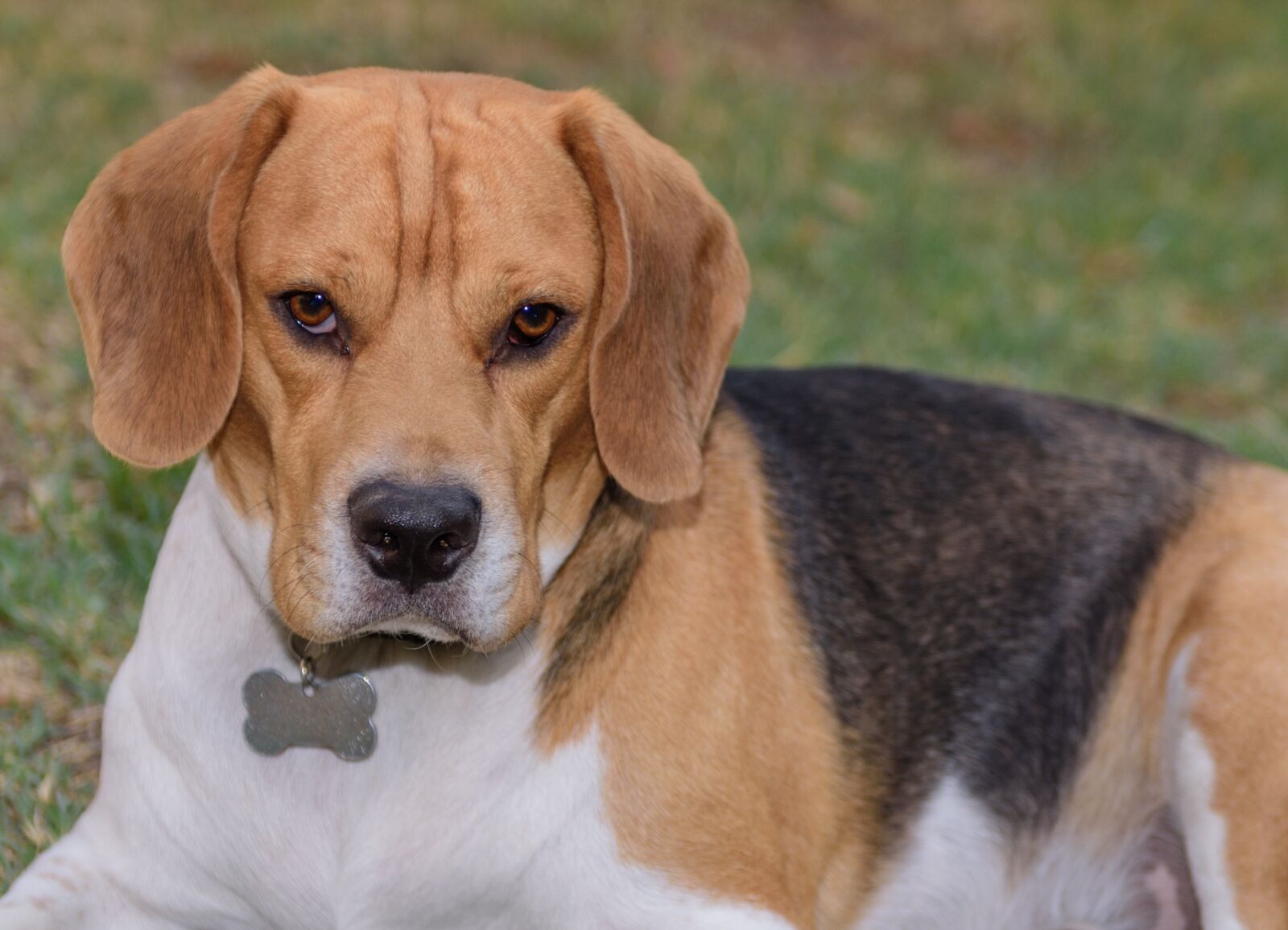 Nikon D810 sample photo. Keiko, beagle, dog photography