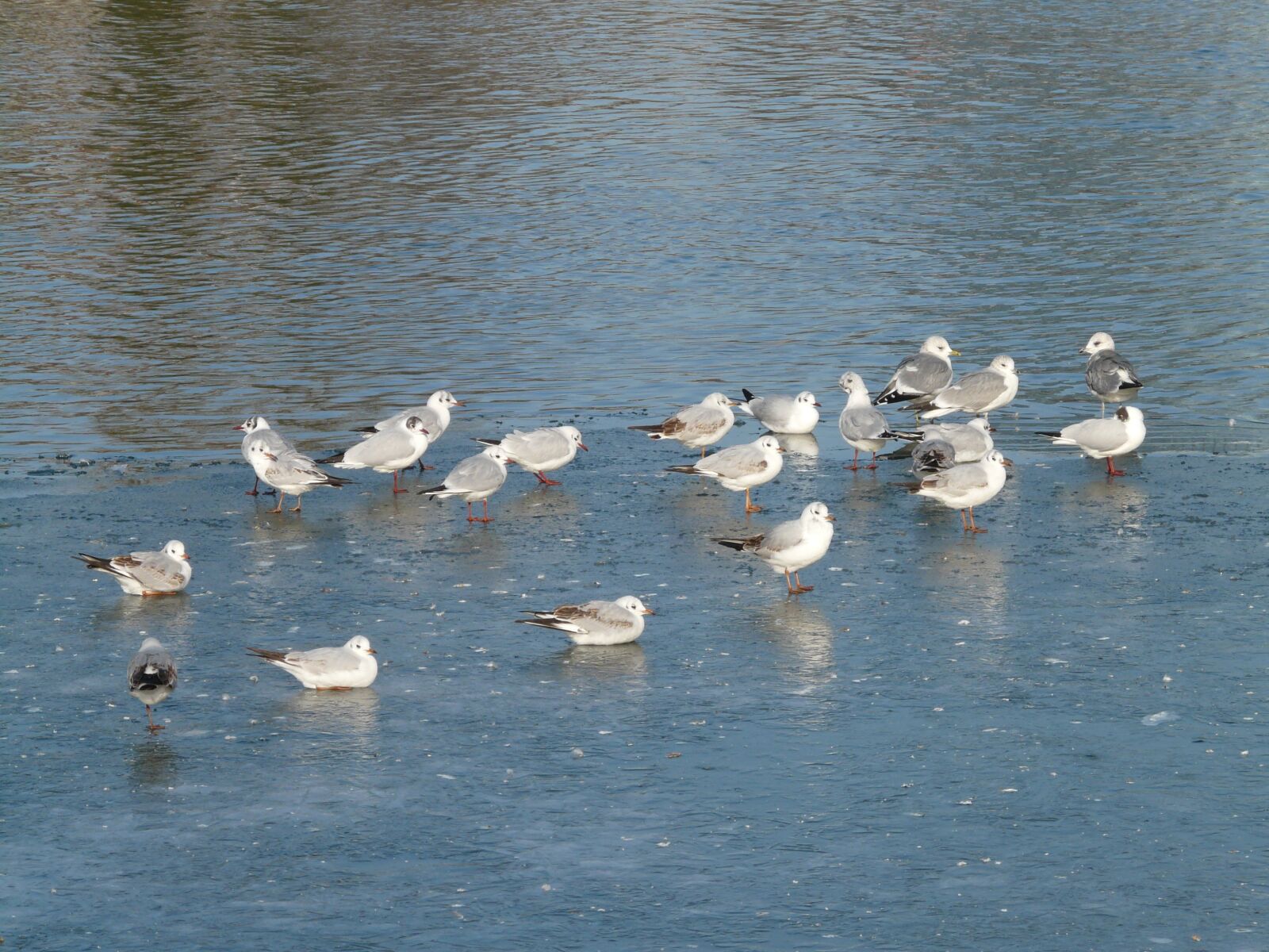 Panasonic DMC-FZ18 sample photo. Gulls, birds, waser photography