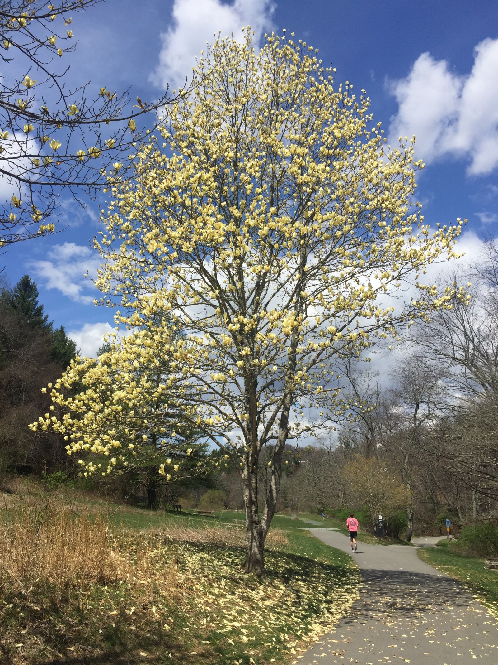 iPhone 6 back camera 4.15mm f/2.2 sample photo. Spring, tree, path photography