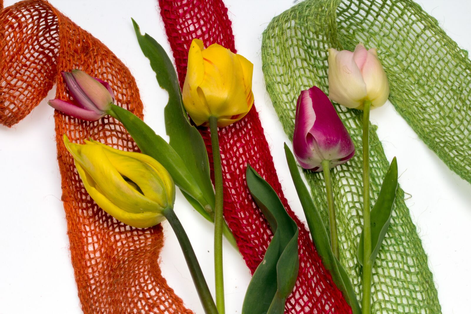 Canon EF-S 60mm F2.8 Macro USM sample photo. Flowers, tulips, composition photography