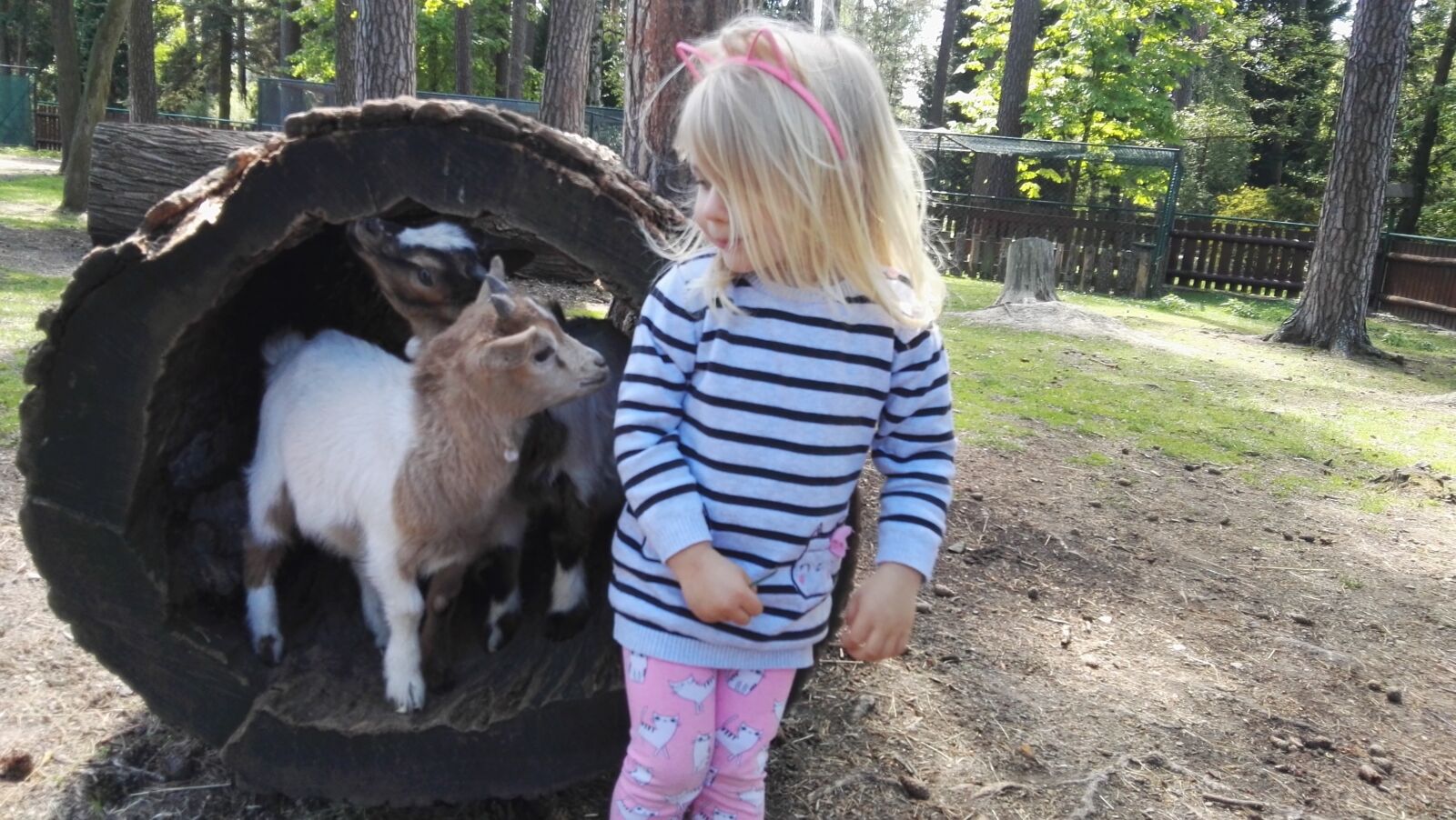 HUAWEI P8 sample photo. Children, outdoors, goat photography