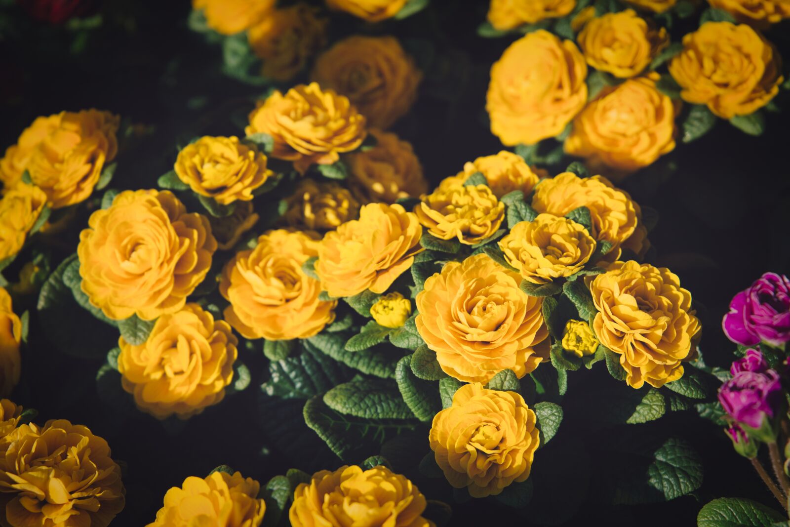 Canon EF 24-105mm F3.5-5.6 IS STM sample photo. Yellow roses, flowers, nature photography