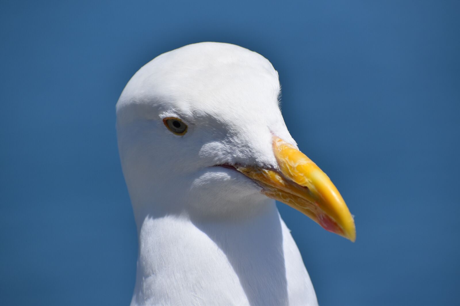 Nikon D5600 sample photo. Seagull, beak, yellow photography