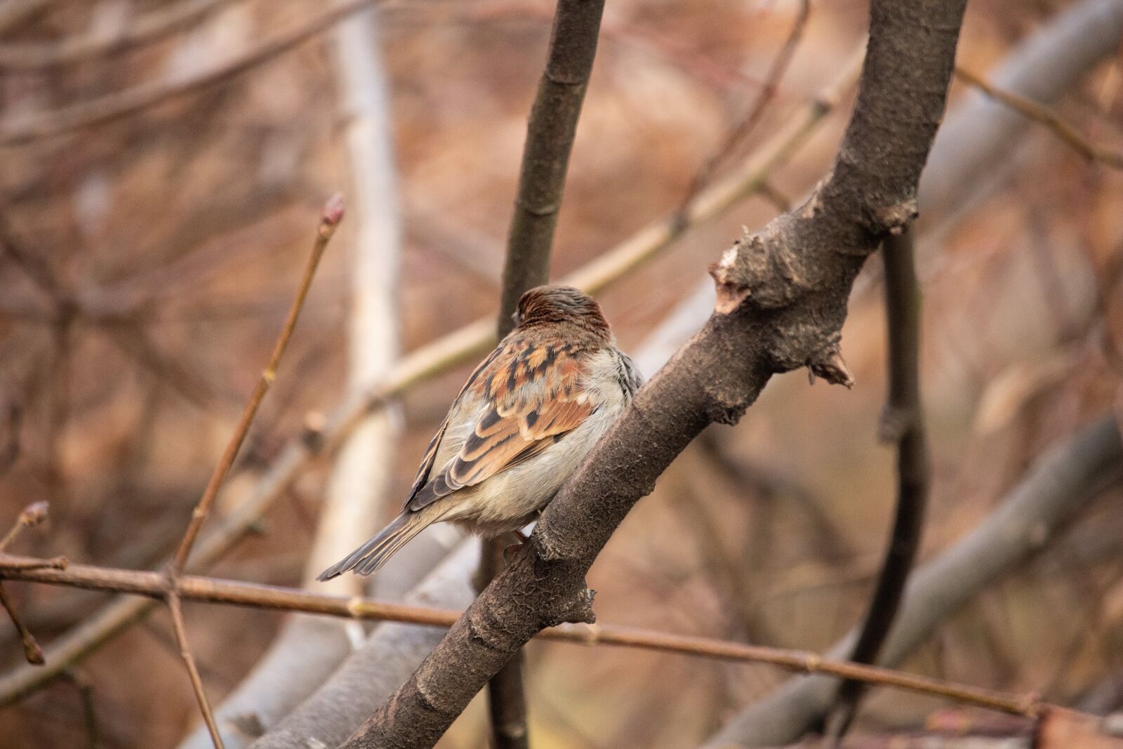 Canon EOS 100D (EOS Rebel SL1 / EOS Kiss X7) sample photo. Sparrow, bird, nature photography