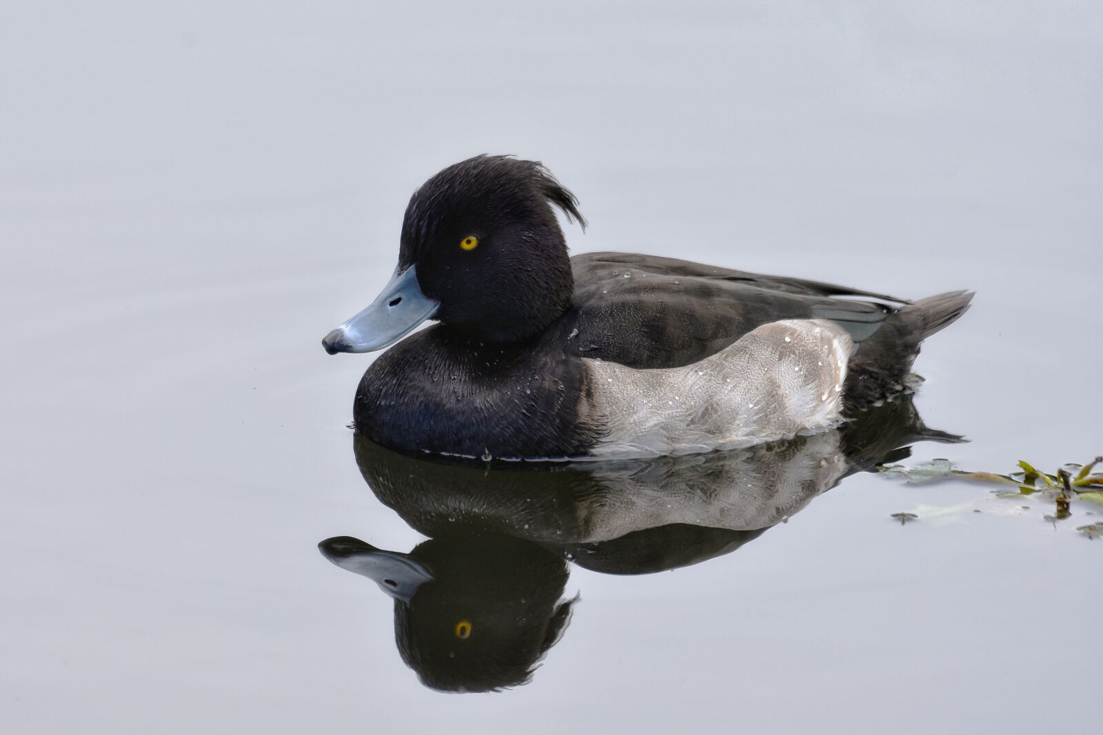 Nikon D7200 sample photo. Animal, pond, bird photography