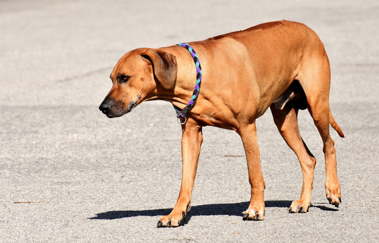 Nikon D7200 sample photo. Dog, pet, ridgeback photography