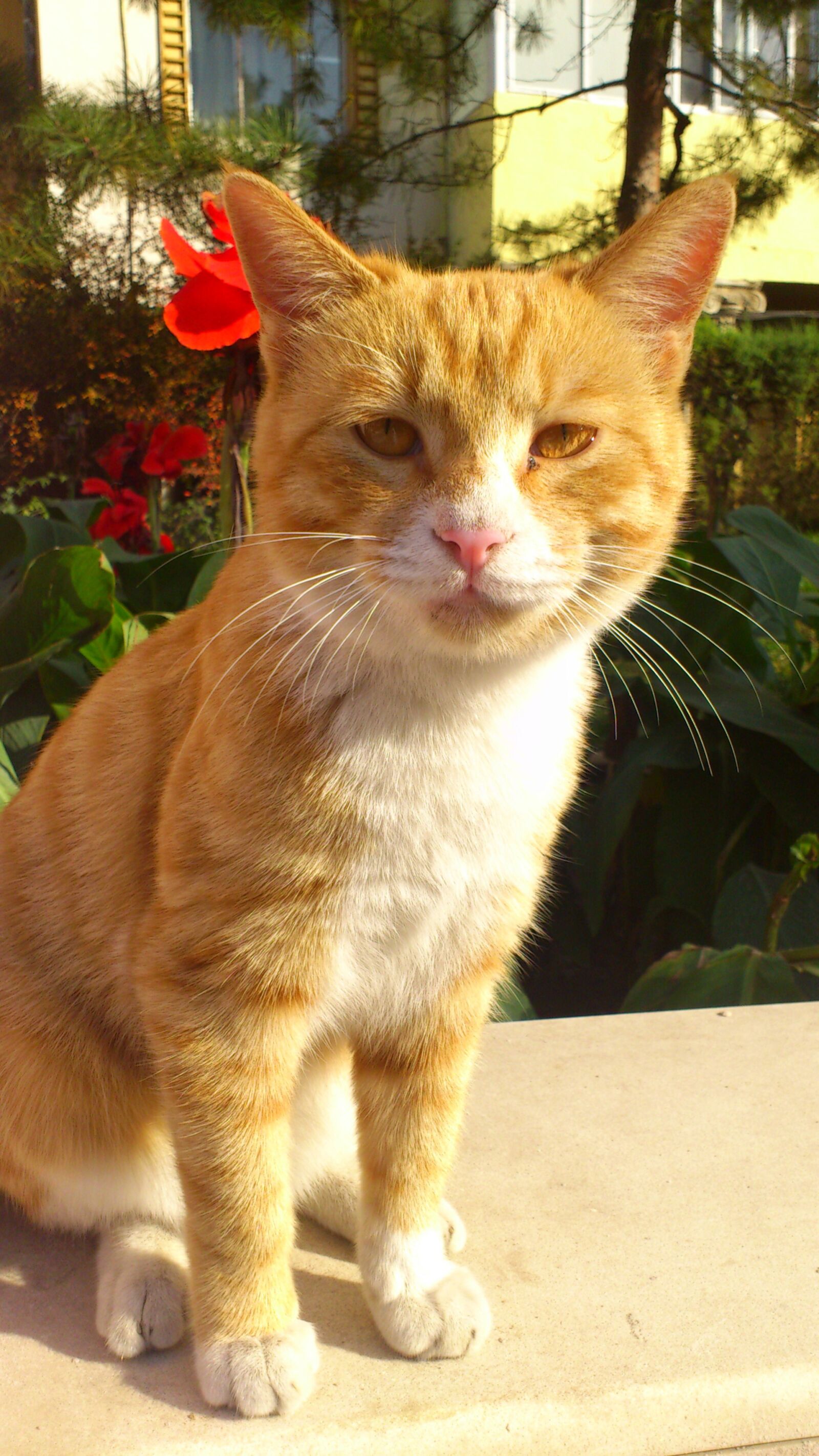 Sony Ericsson Xperia Arc sample photo. Animal, kitty, watch photography