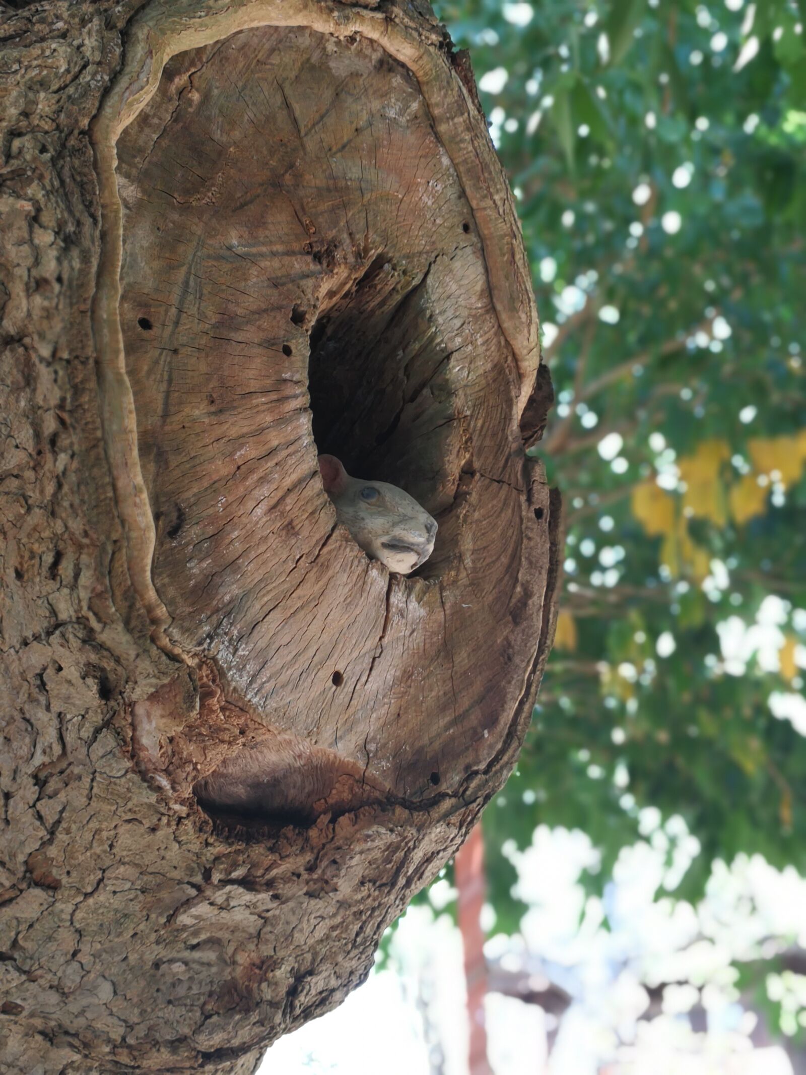 HUAWEI Mate 9 sample photo. A hollow tree, tree photography