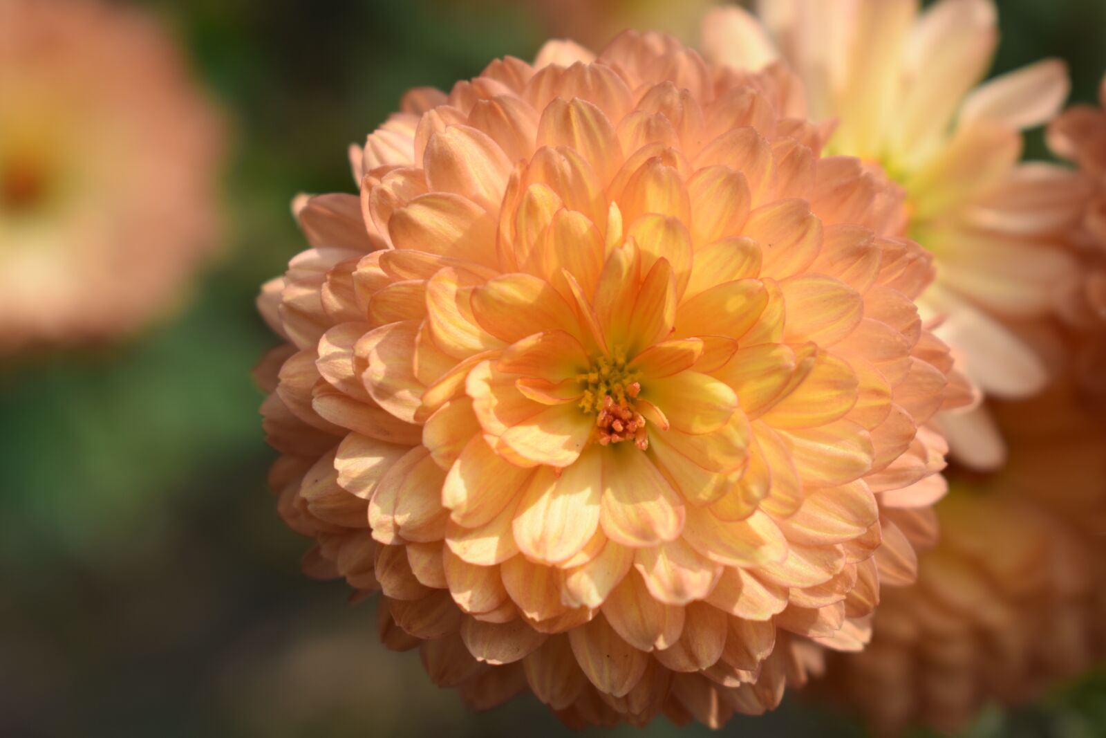 Nikon D3300 sample photo. Flower, nature, natu photography