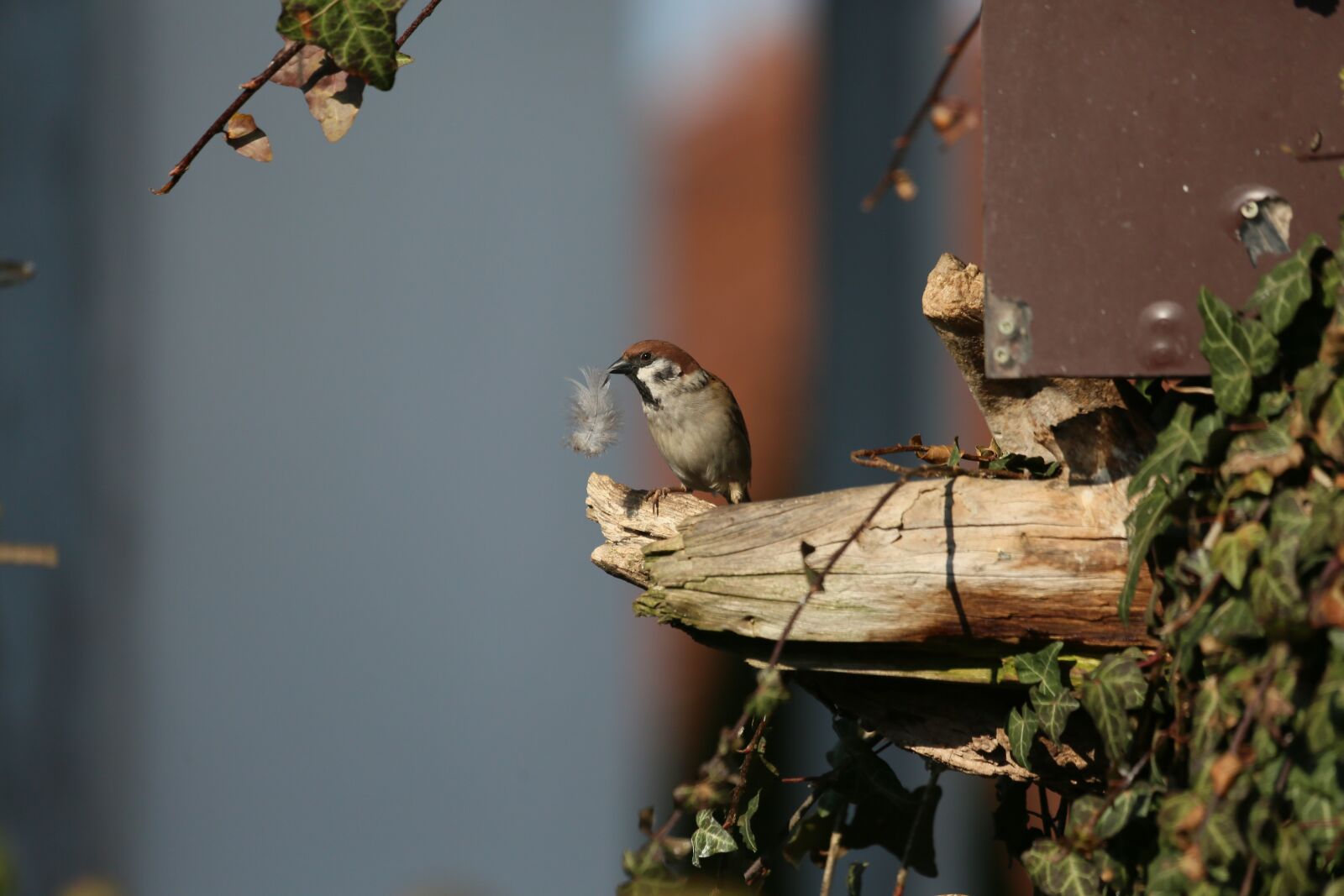 Canon EF 100-400mm F4.5-5.6L IS USM sample photo. Bird, nature, animal world photography