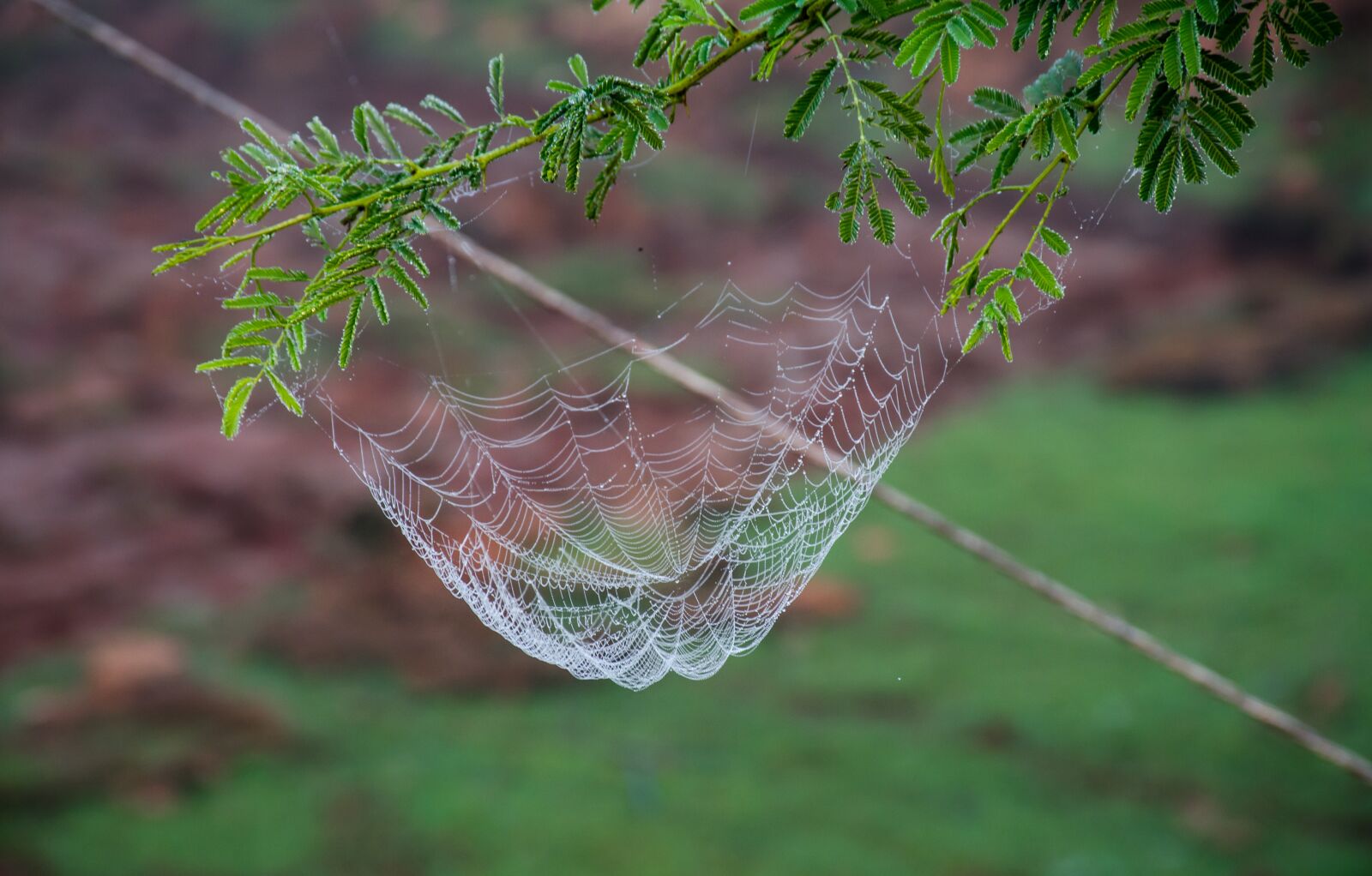 Nikon D7000 sample photo. Net, green, beautiful photography