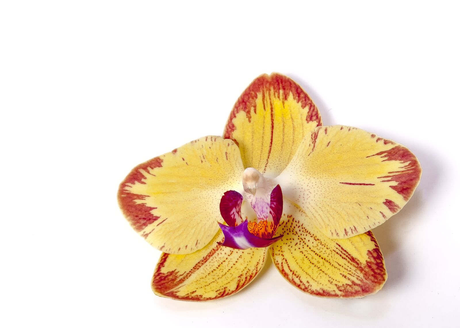Canon EF-S 18-55mm F3.5-5.6 II sample photo. Phalaenopsis, orchid, phalaenopsis orchid photography