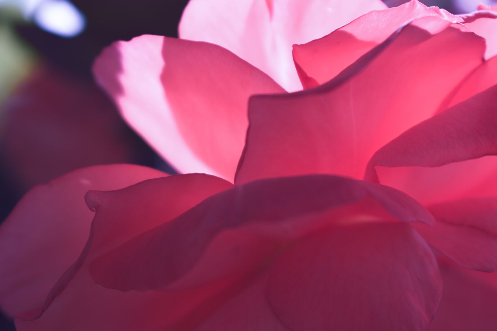 Nikon D5600 sample photo. Rose, pink, red photography