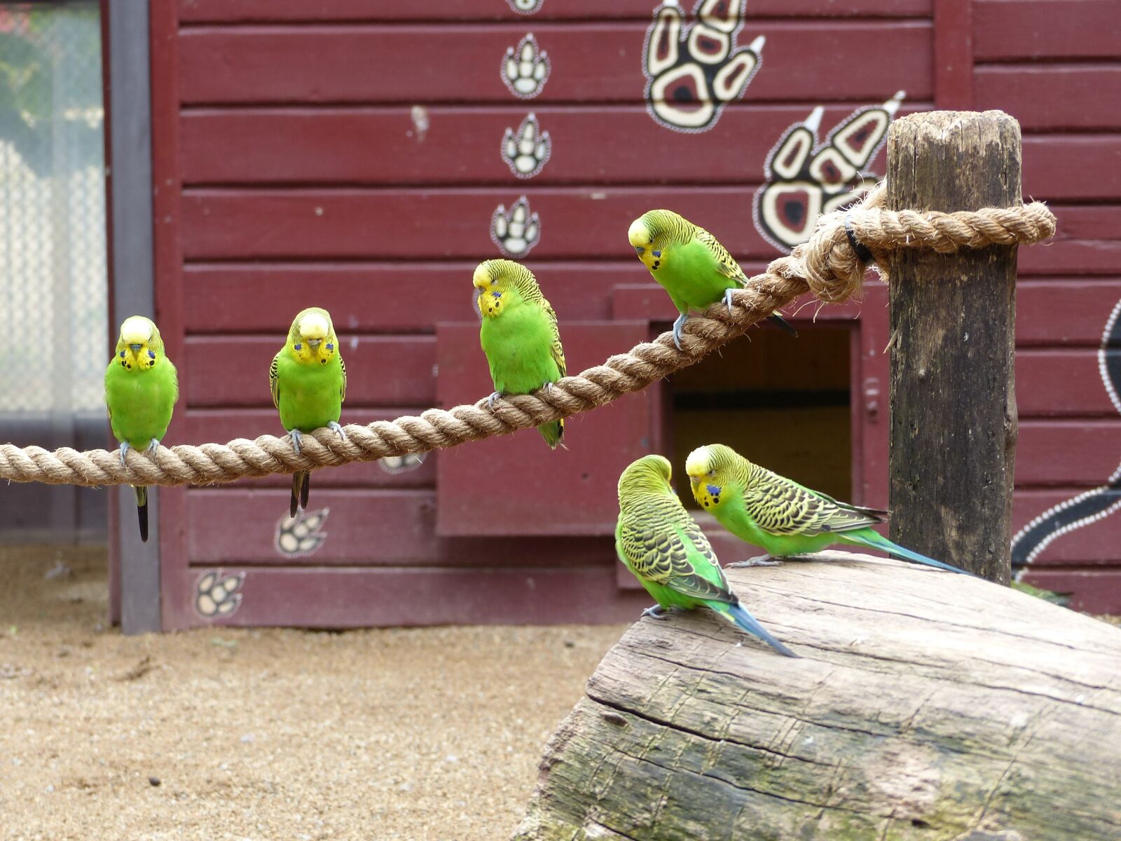 Panasonic Lumix DMC-FZ200 sample photo. Zoo magdeburg, australia, budgerigars photography