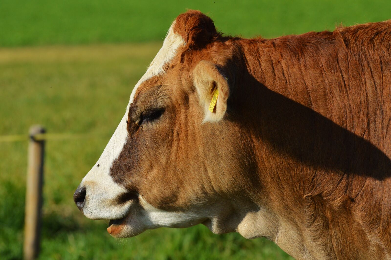 Nikon D3200 sample photo. Cow, animal, beef photography