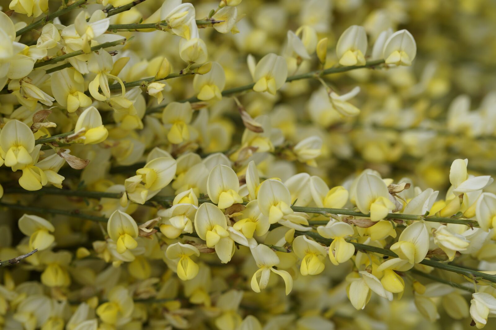 Sony SLT-A58 sample photo. Broom, bloom, yellow photography
