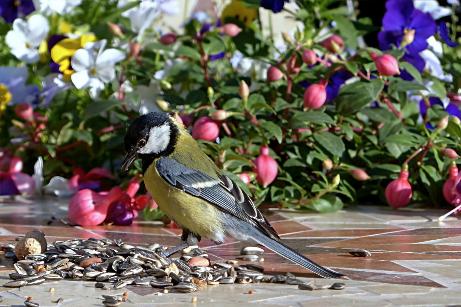 Panasonic Lumix DMC-FZ200 sample photo. Animal, bird, tit photography