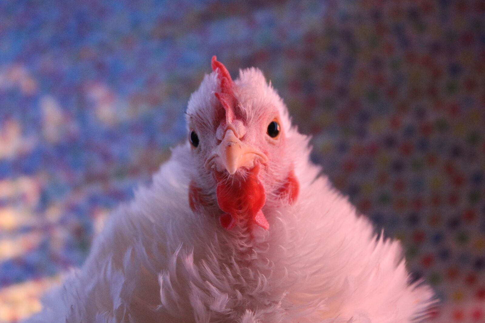 Canon EF-S 18-55mm F3.5-5.6 IS sample photo. Chicken, hen, curly photography