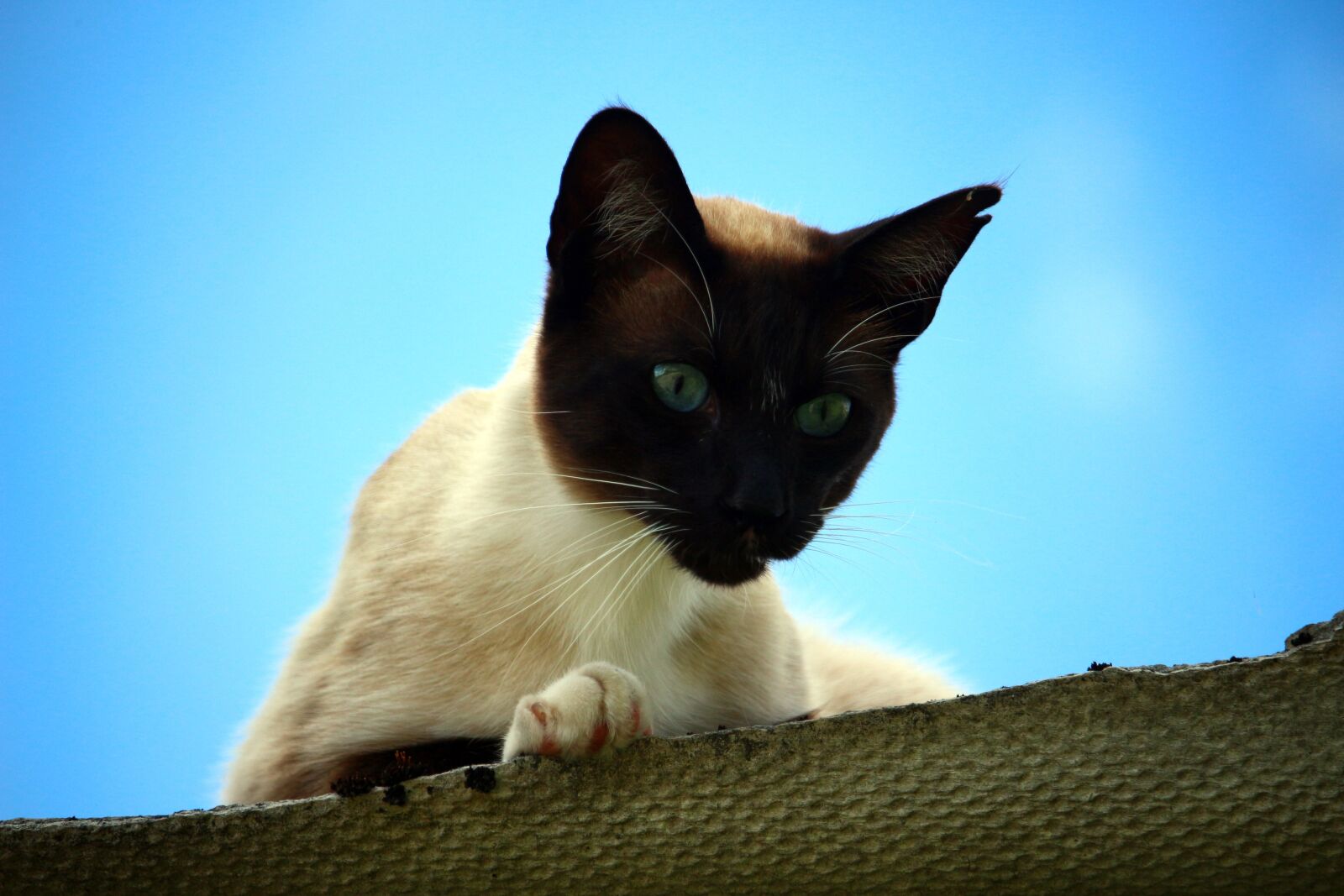 Canon EOS 100D (EOS Rebel SL1 / EOS Kiss X7) sample photo. Cat, mieze, siam photography