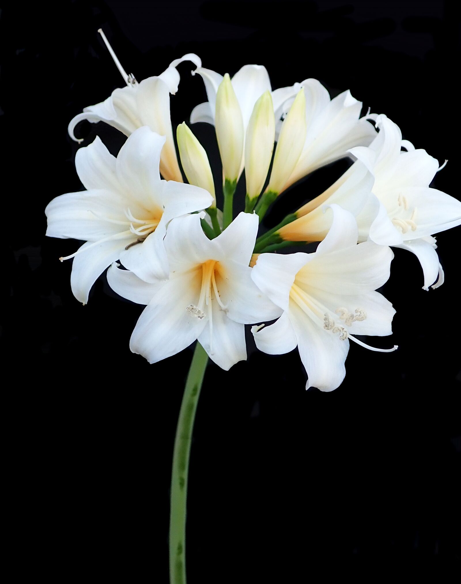 Olympus TG-5 sample photo. White, eater lily, belladonna photography