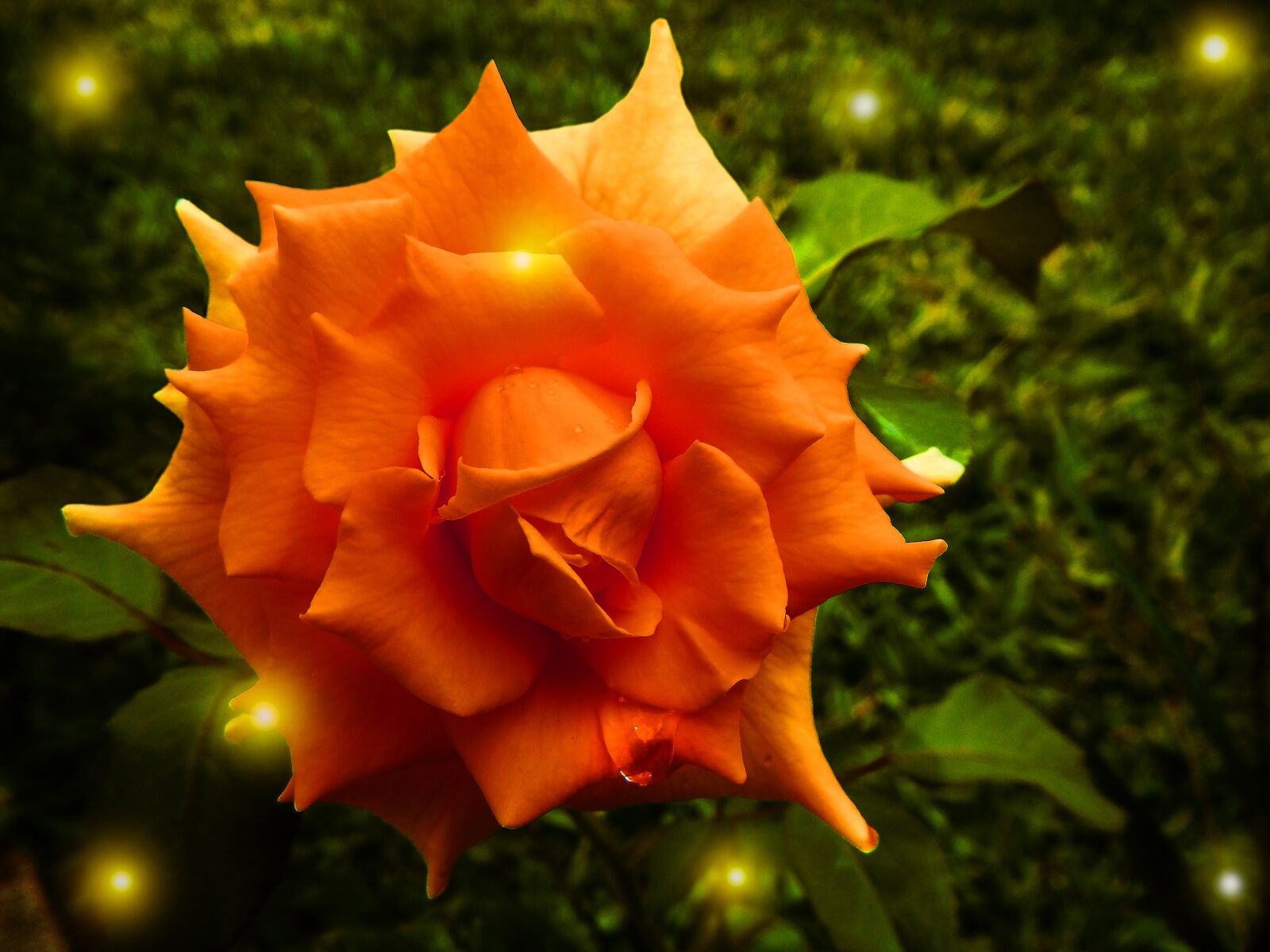 Nikon Coolpix AW110 sample photo. Rose, fireflies, garden photography