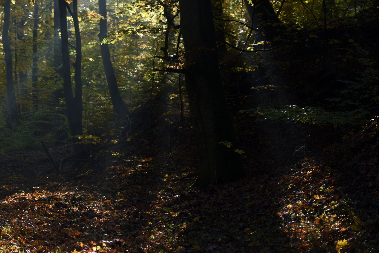 Nikon D3400 sample photo. Forest, foliage, autumn photography