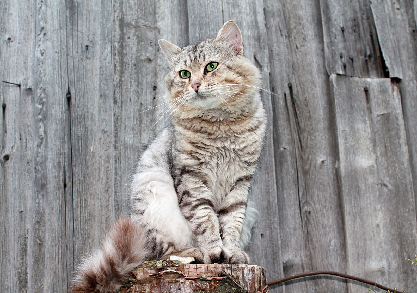 Canon EOS 1100D (EOS Rebel T3 / EOS Kiss X50) sample photo. Cat, cats, pet photography
