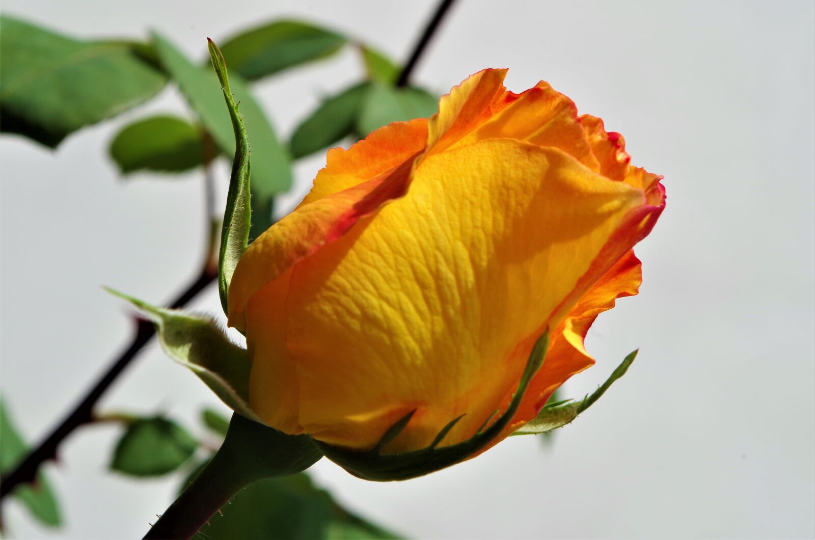 Pentax K-50 sample photo. Rosa, rose, flower photography