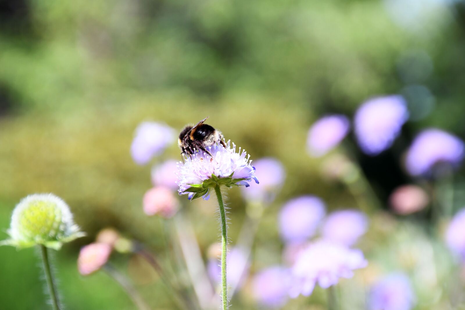 Nikon D7500 sample photo. Bee, nature, flower photography