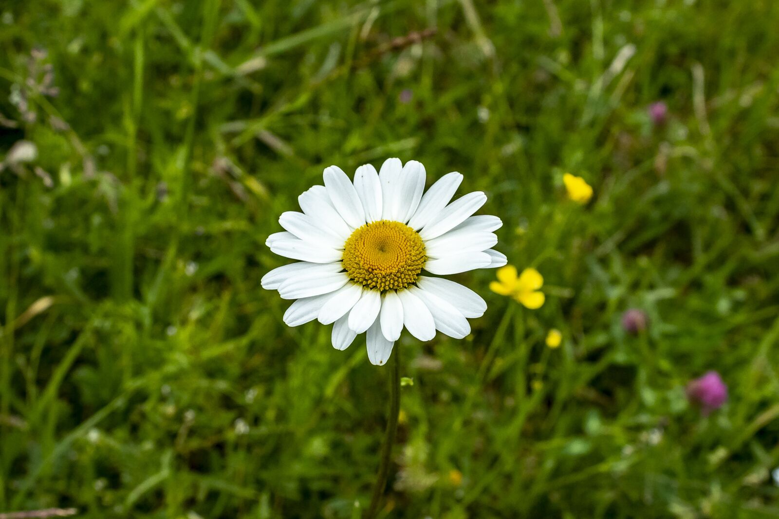 Canon EOS 1300D (EOS Rebel T6 / EOS Kiss X80) sample photo. Wildflower, daisy, meadow flower photography