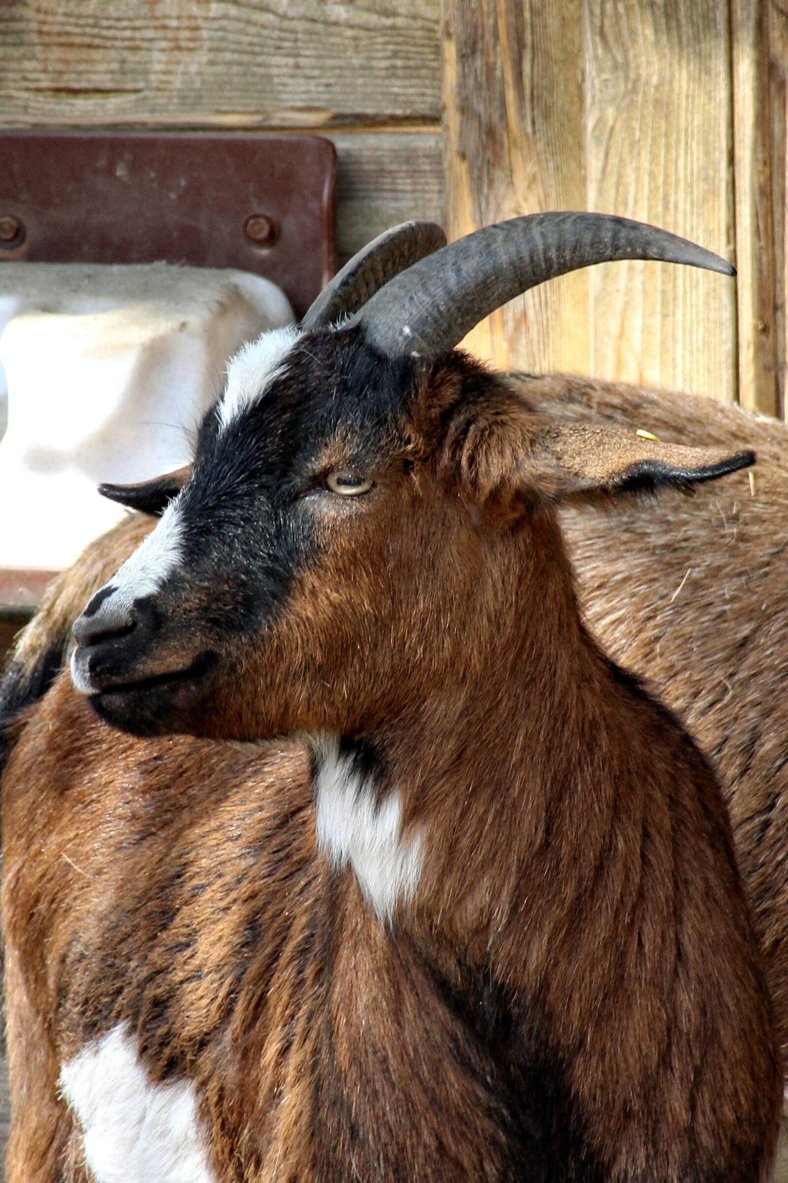 Canon EOS 600D (Rebel EOS T3i / EOS Kiss X5) sample photo. Goat, head, horns photography