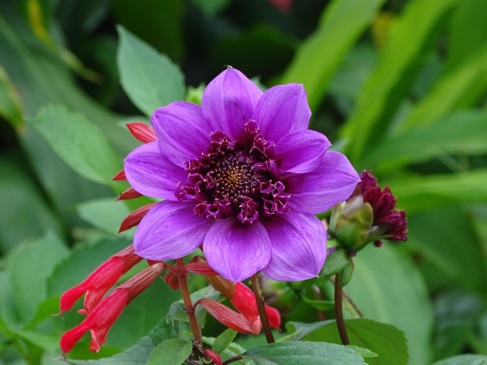 Sony Cyber-shot DSC-HX400V sample photo. Flower, nature, flora photography