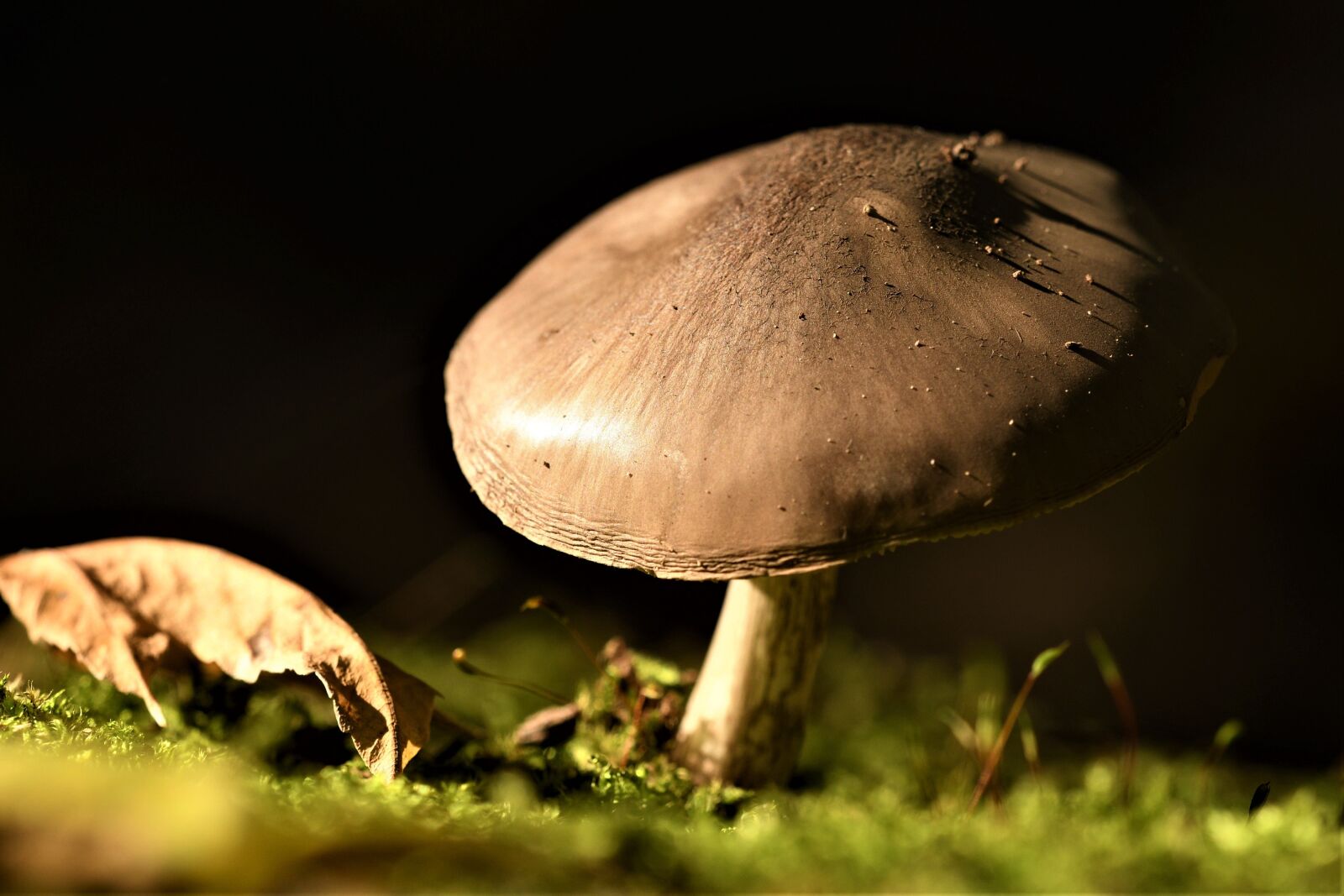 Nikon D500 sample photo. Mushroom, macro, nature photography