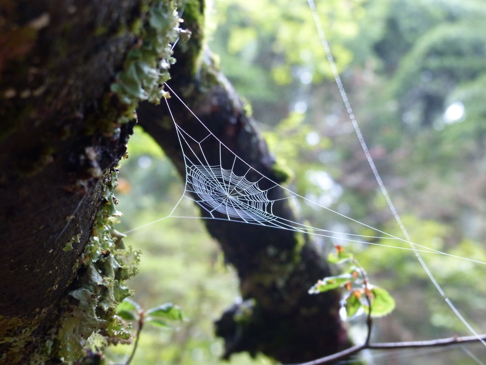 Panasonic Lumix DMC-FZ200 sample photo. Forest, moss, cobweb photography