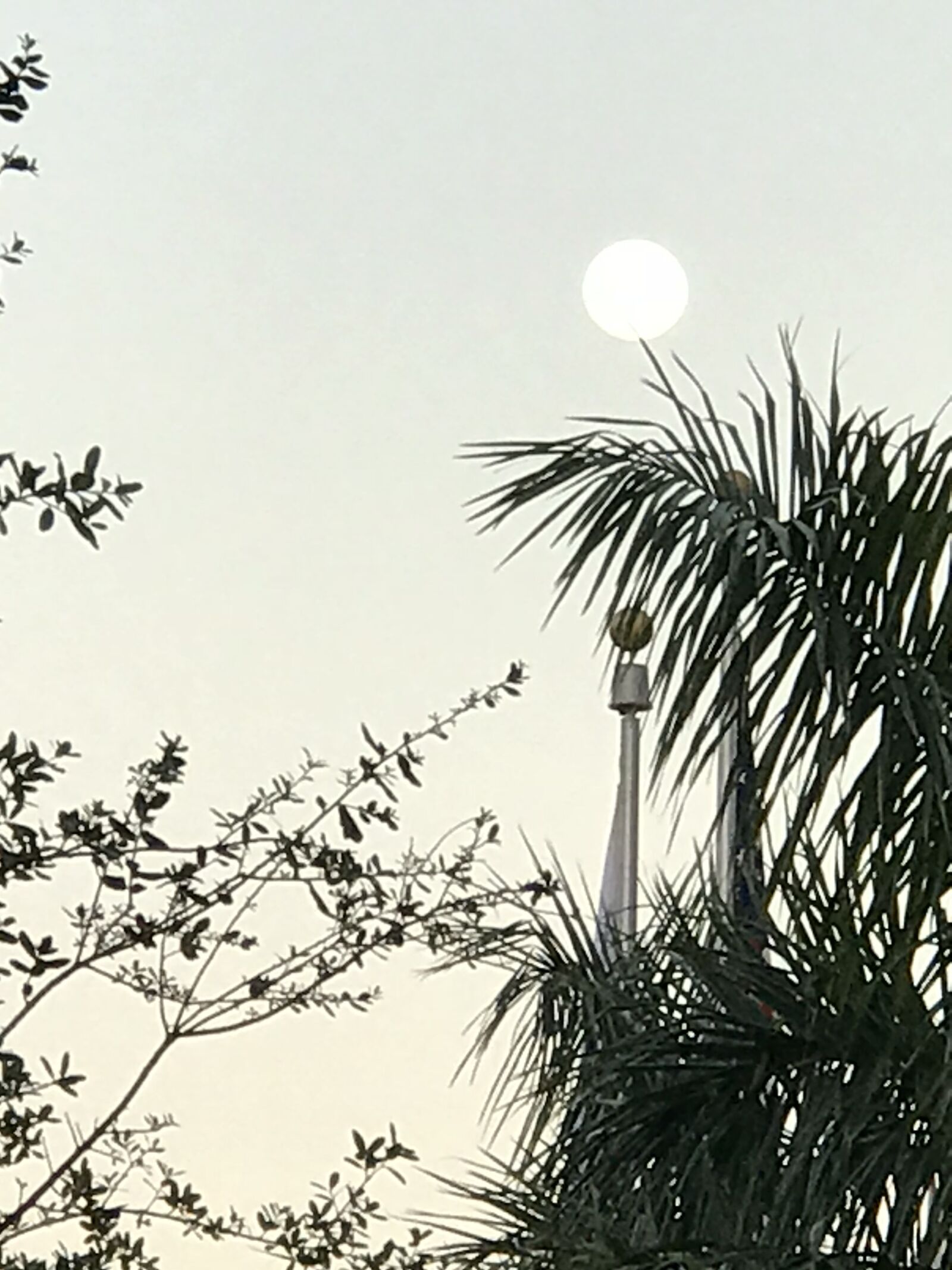 Apple iPhone 7 Plus sample photo. Palm, tree, tropical photography