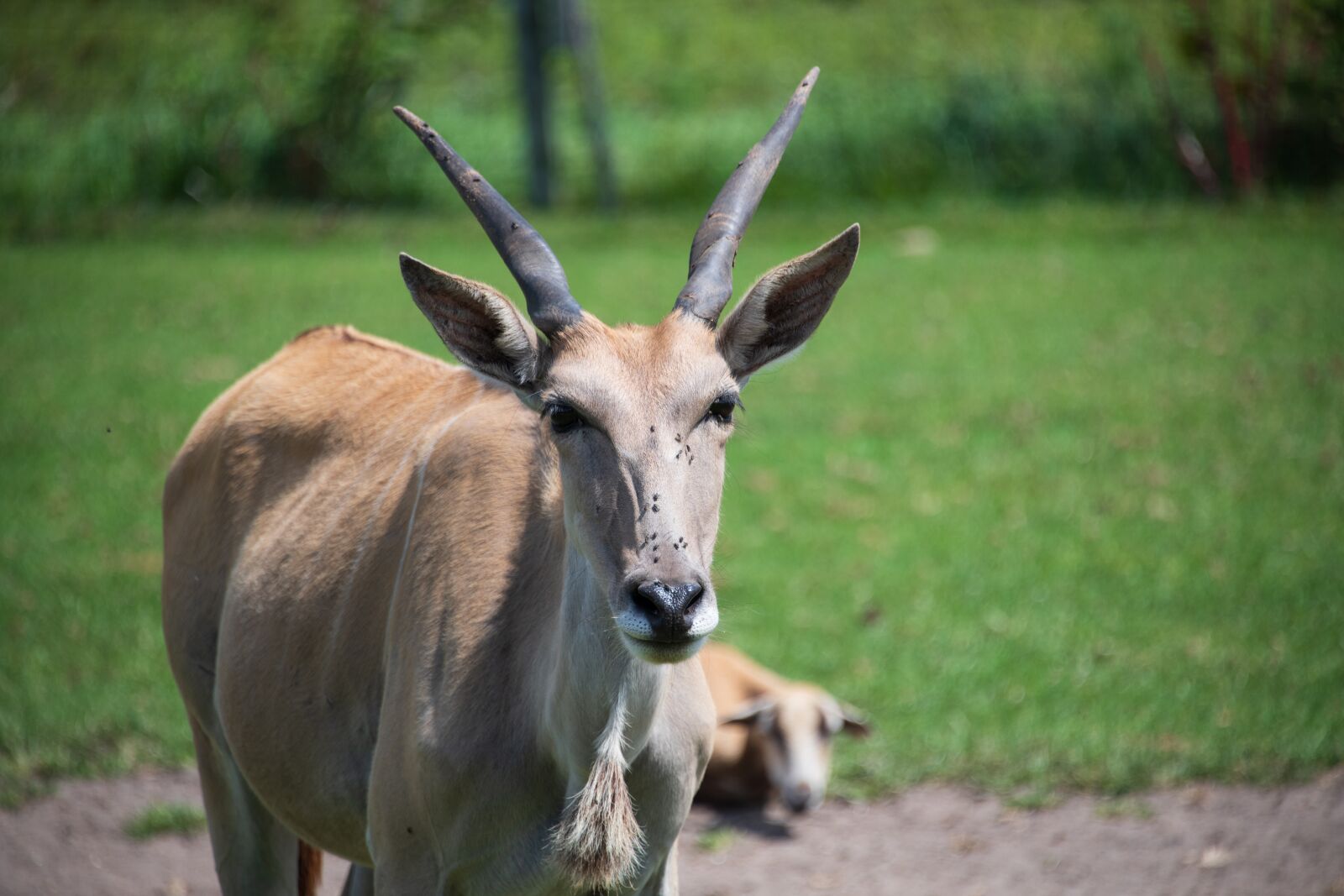 Nikon D850 sample photo. Ram, goat, antelope photography