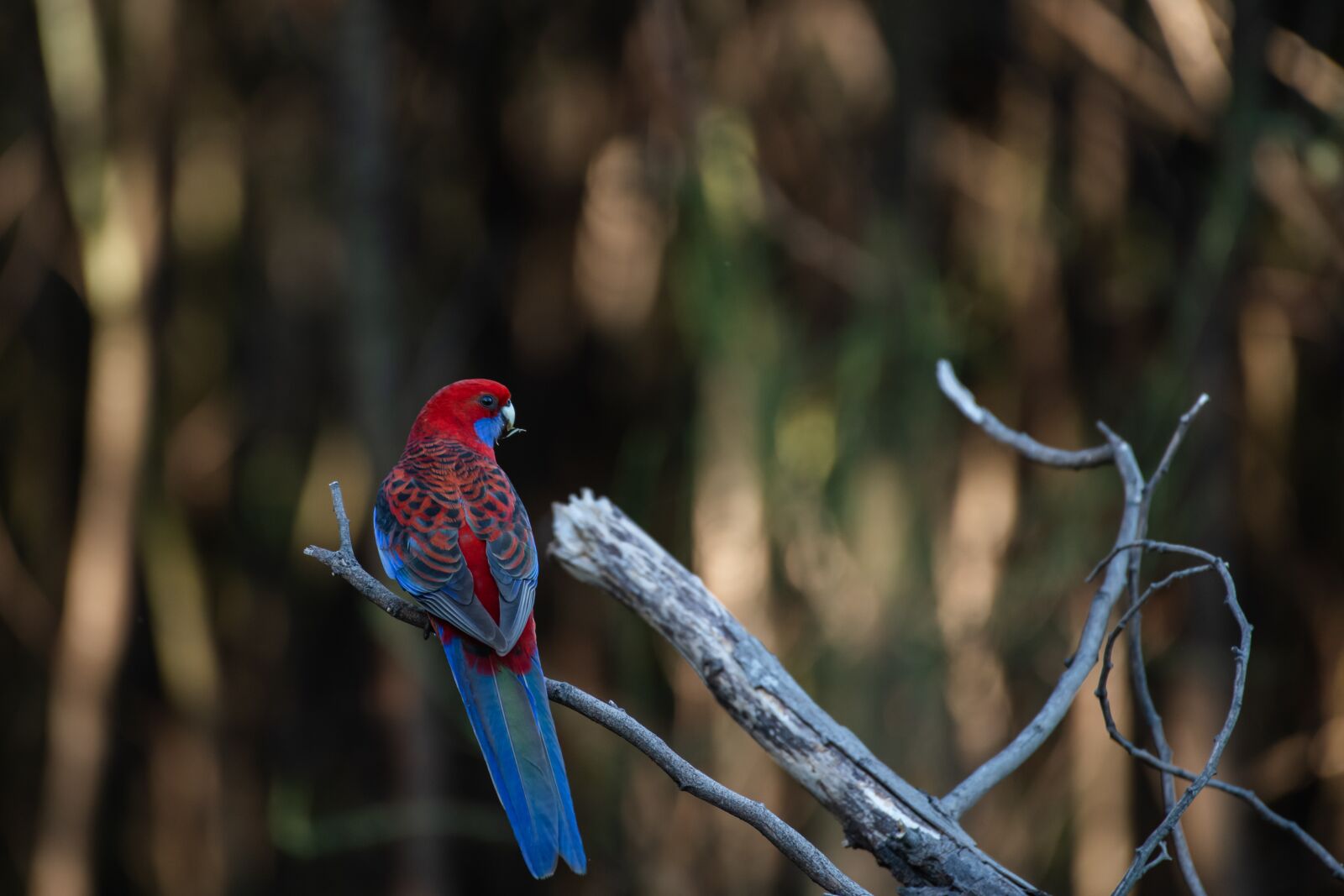 Nikon D850 sample photo. Crimson rosella, platycercus elegans photography