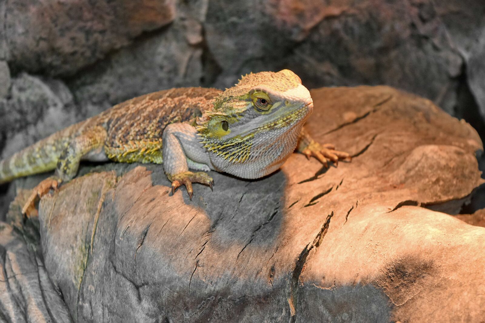Nikon D5500 sample photo. Camouflage, desert, lizard, reptile photography