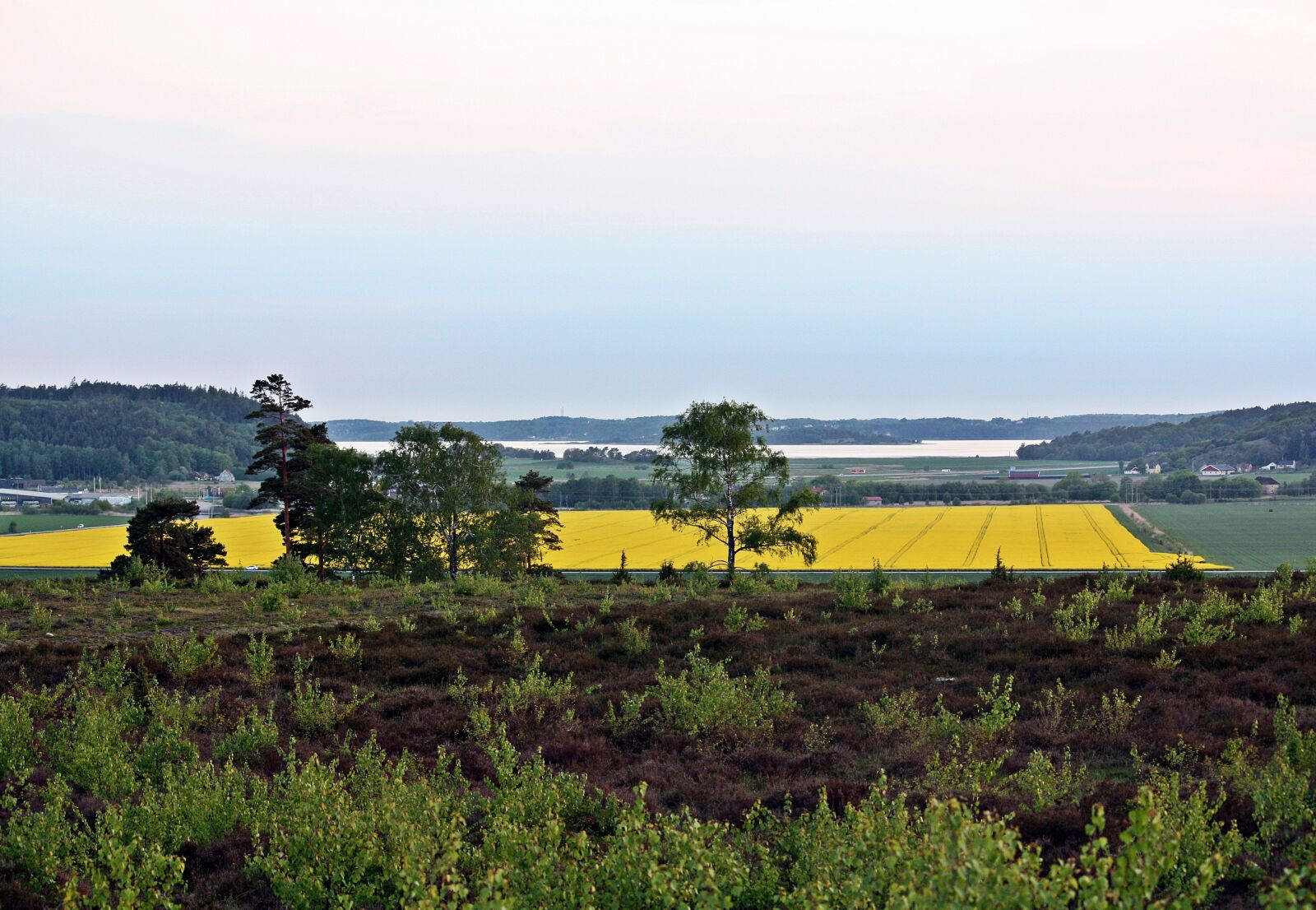 Canon EOS 450D (EOS Rebel XSi / EOS Kiss X2) sample photo. Summer, rapsmark, countryside photography
