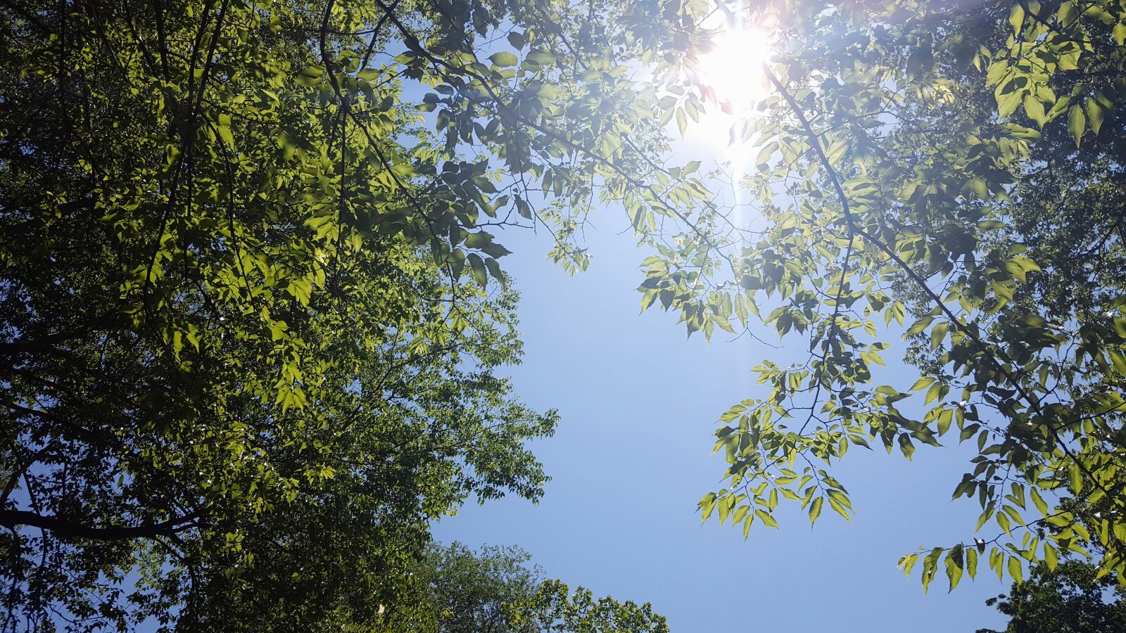 Samsung Galaxy S6 sample photo. Blue, green, leaf, leaves photography