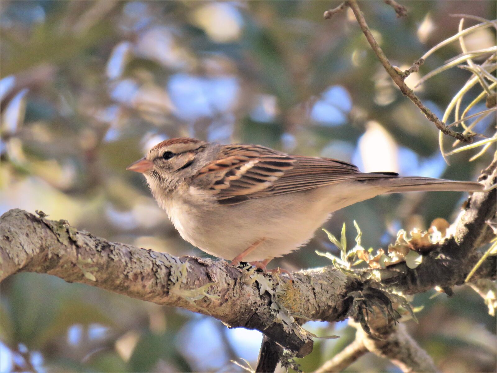 Canon PowerShot SX60 HS sample photo. Nature, bird, outdoors photography