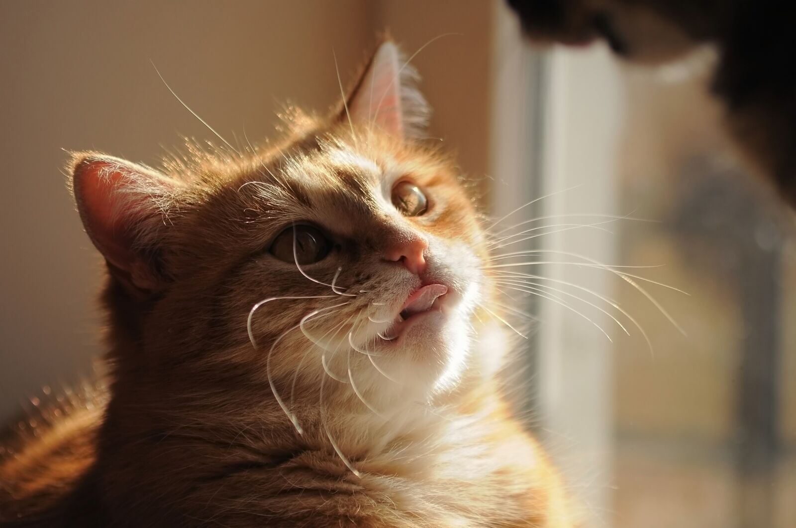 Nikon D90 sample photo. Cat red, the language photography