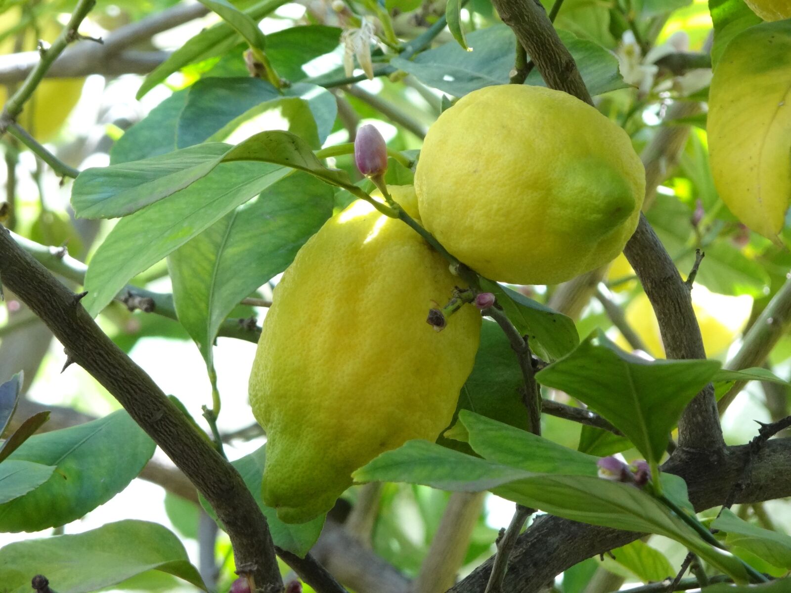 Sony Cyber-shot DSC-HX100V sample photo. Lemon, trees, spain photography