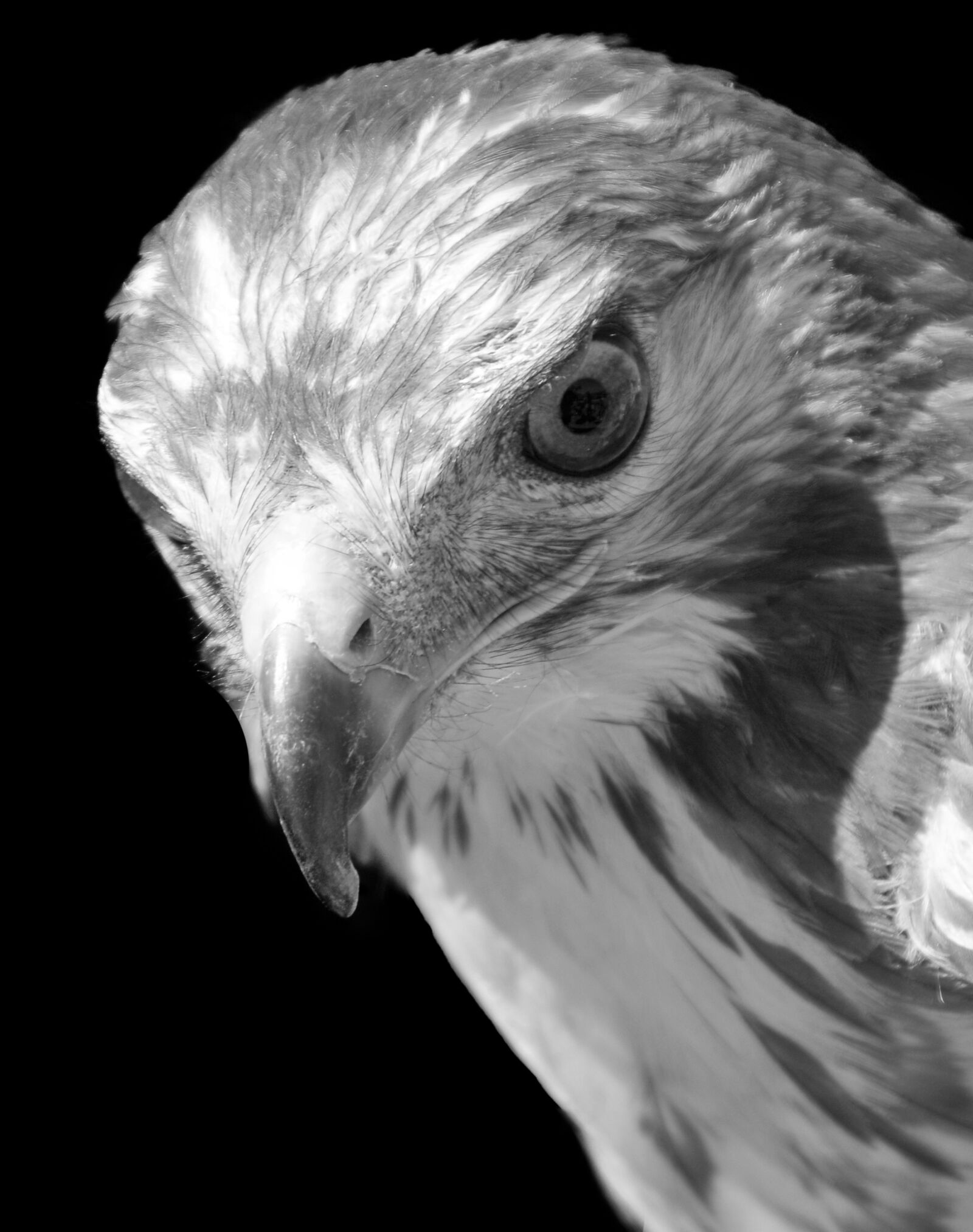 Nikon D300 sample photo. Raptor, buzzard, look photography
