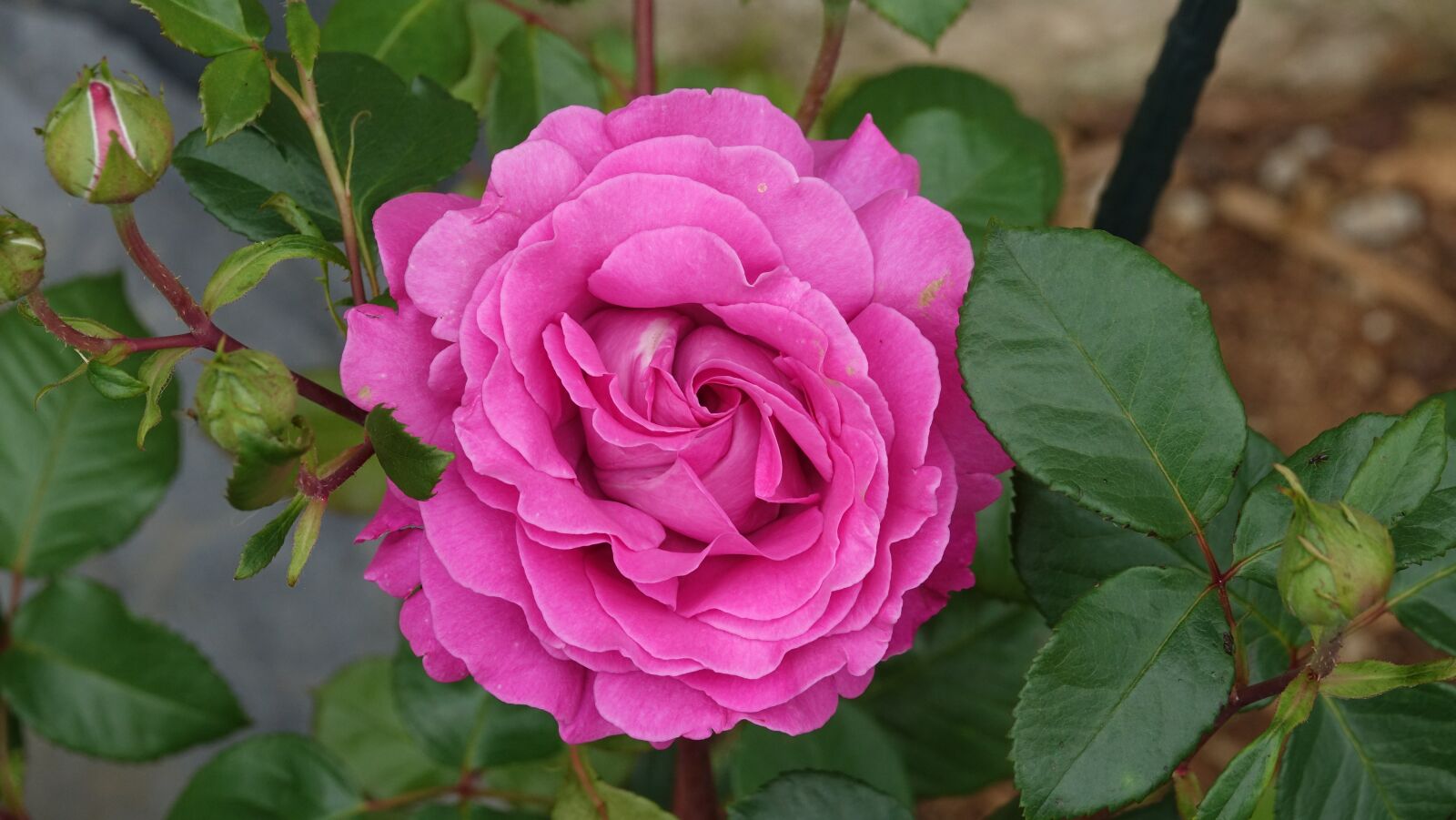 Sony Cyber-shot DSC-RX10 III sample photo. Pink parma, garden photography