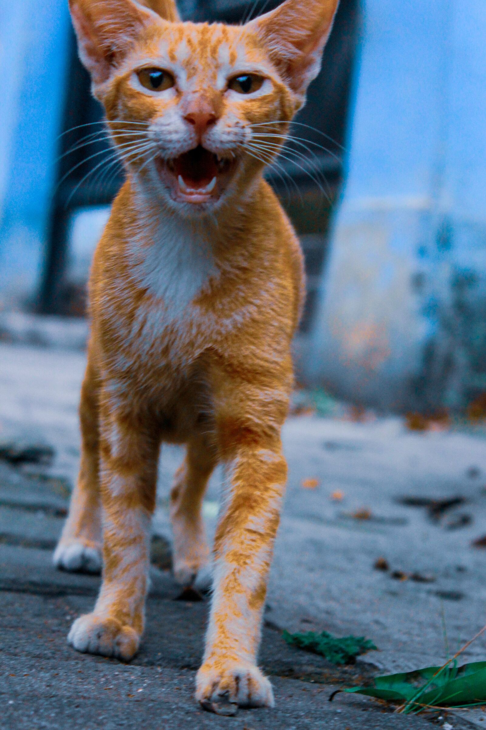 Canon EOS 60D sample photo. Cat orange, cat cute photography