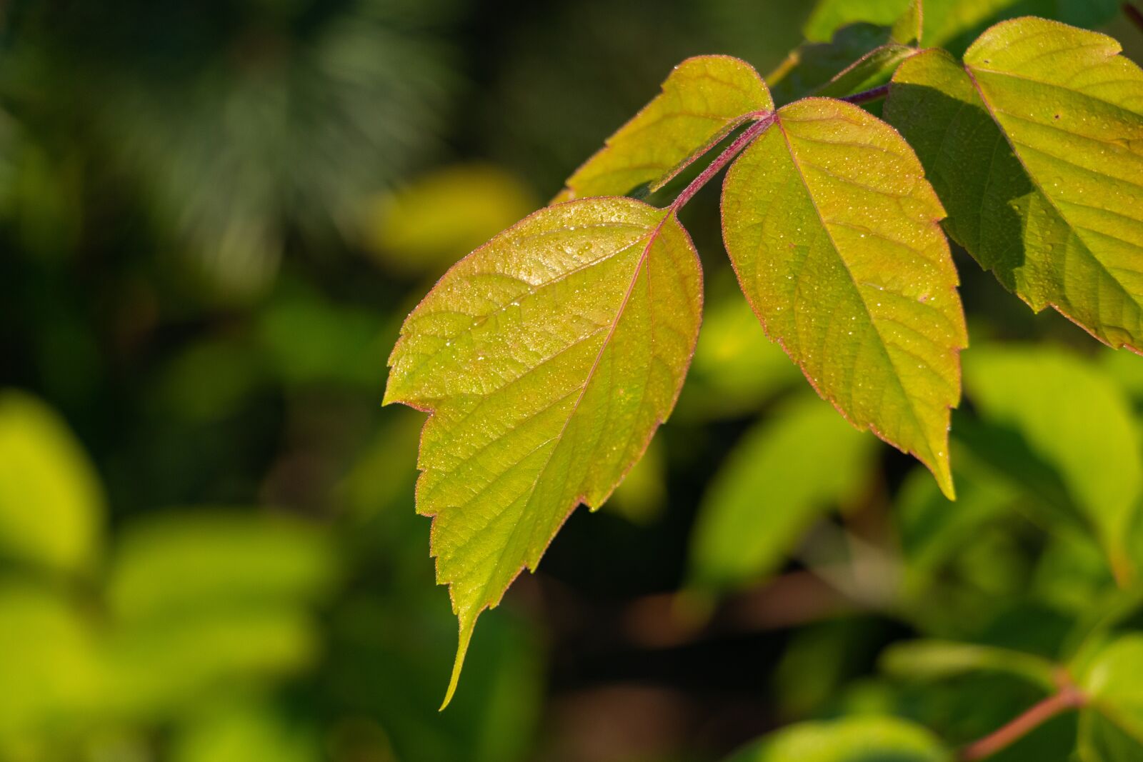 Canon EF-S 18-135mm F3.5-5.6 IS USM sample photo. Sheet, beauty, plant photography