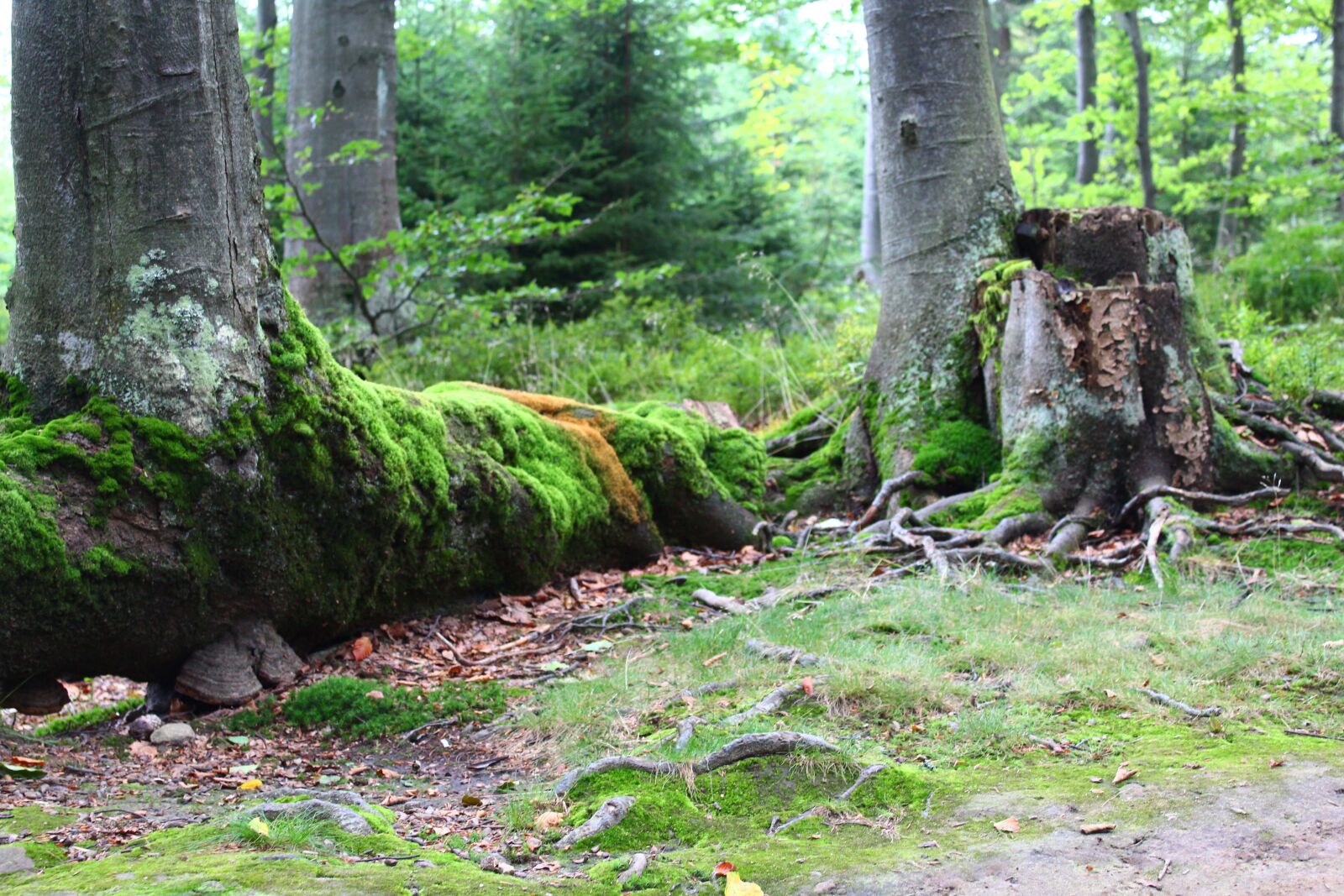 Canon EOS 1300D (EOS Rebel T6 / EOS Kiss X80) sample photo. Forest, moss, tree photography