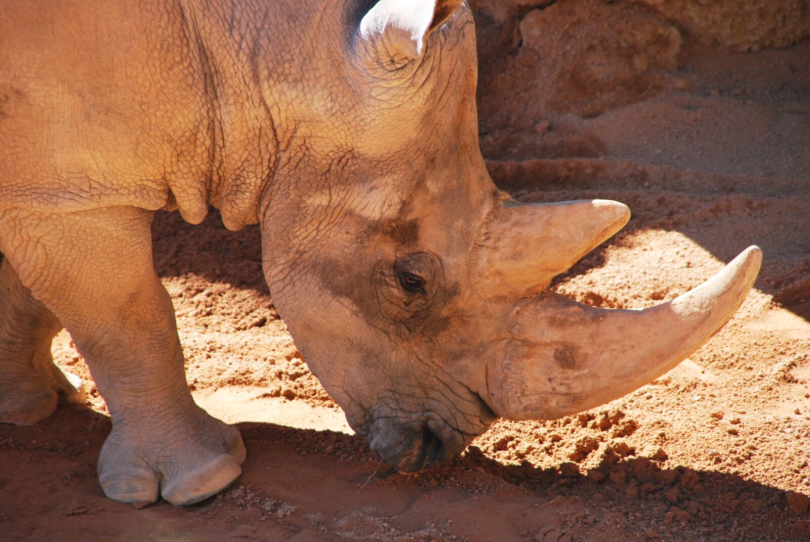 Nikon D60 sample photo. Rhinoceros, head, walking photography